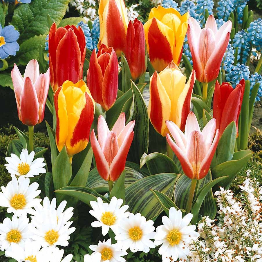 20 Tulipes botaniques en mélange - Tulipa kaufmanniana - Bakker