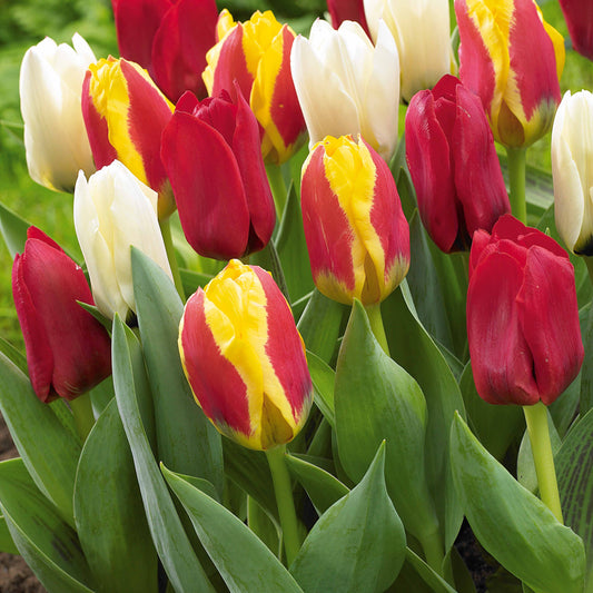 20 Tulipes botaniques en mélange - Bakker