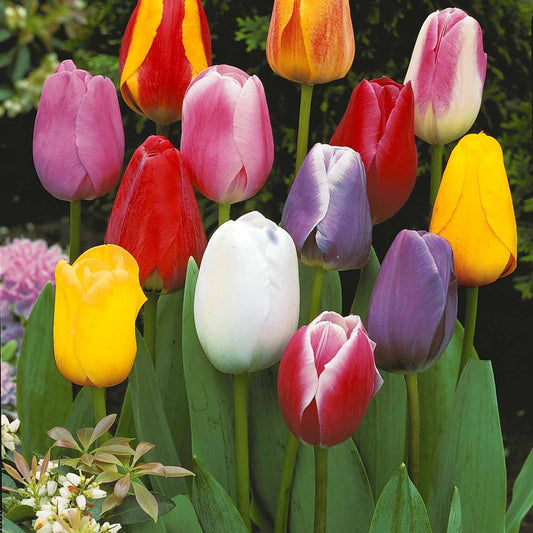 20 Tulipes tardives en mélange - Tulipa - Bulbes à fleurs