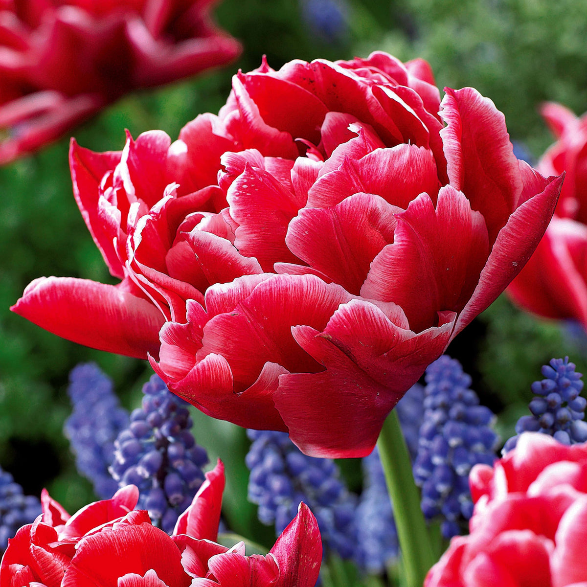Collection de 25 Tulipes doubles Murillo - Tulipa 'Columbus', 'Sunlover', 'Tabledance' - Bakker