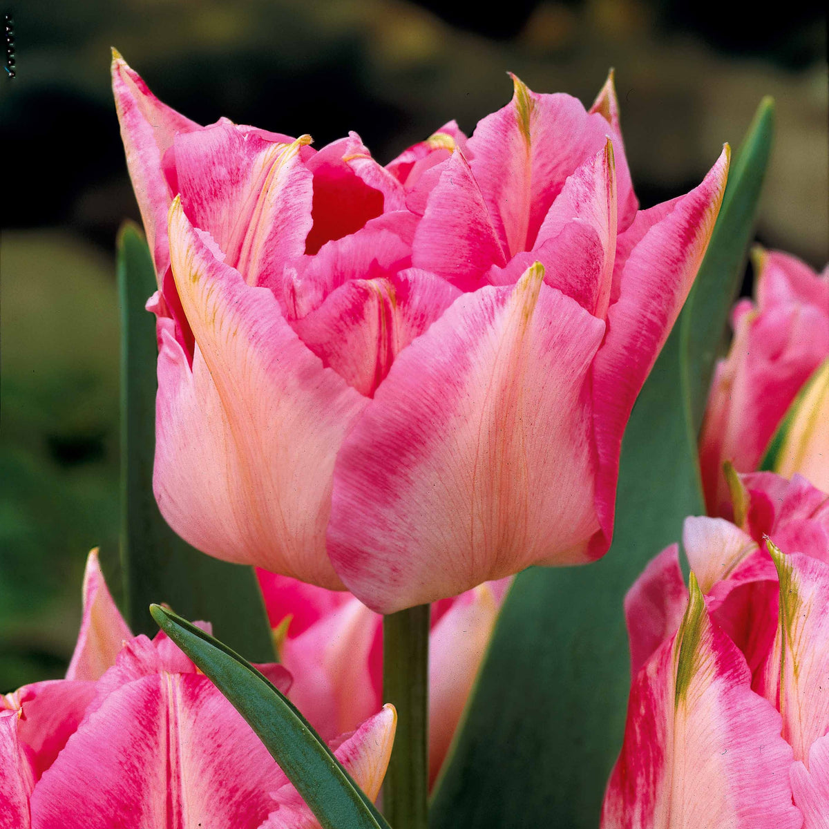 Bulbes de Tulipe - Collection de 25 Tulipes doubles Murillo - Tulipa 'Columbus', 'Sunlover', 'Tabledance'
