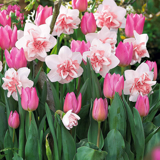 Assortiment 5 Narcisses Replete + 10 Tulipes Evening breeze - Bakker.com | France