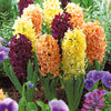 Bakker - Collection de 9 Jacinthes : Gipsy Queen, Woodstock, City of Haarlem - Hyacinthus orientalis 'gipsy queen', 'woodstock', - Bulbes à fleurs