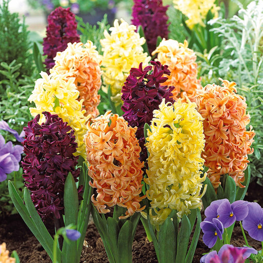 Bakker - Collection de 9 Jacinthes : Gipsy Queen, Woodstock, City of Haarlem - Hyacinthus orientalis 'gipsy queen', 'woodstock', - Bulbes à fleurs