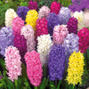 Bakker - Jacinthes en mélange - Hyacinthus - Jacinthe