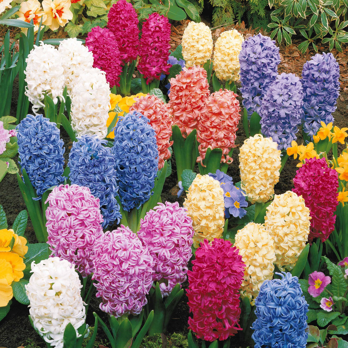 Jacinthes en mélange - Bulbes de Jacinthe - Bakker
