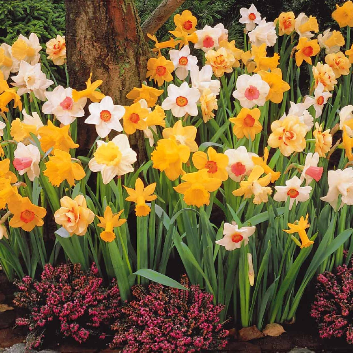 Bakker - Narcisses en mélange - Narcissus - Bulbes de printemps