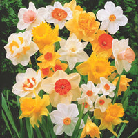 Bakker - Narcisses en mélange - Narcissus - Bulbes à fleurs