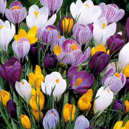 Crocus Mammouth en mélange - Bakker