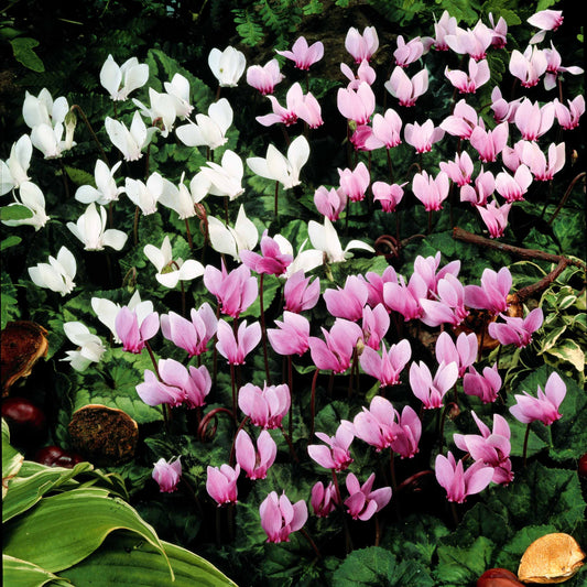 5 Cyclamens de Naples en mélange - Bakker