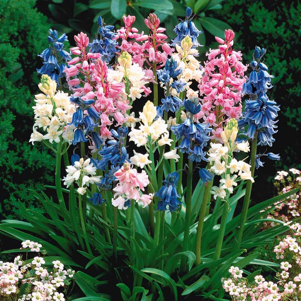 5 Jacinthes des bois en mélange - Scilla campanulata - Bakker