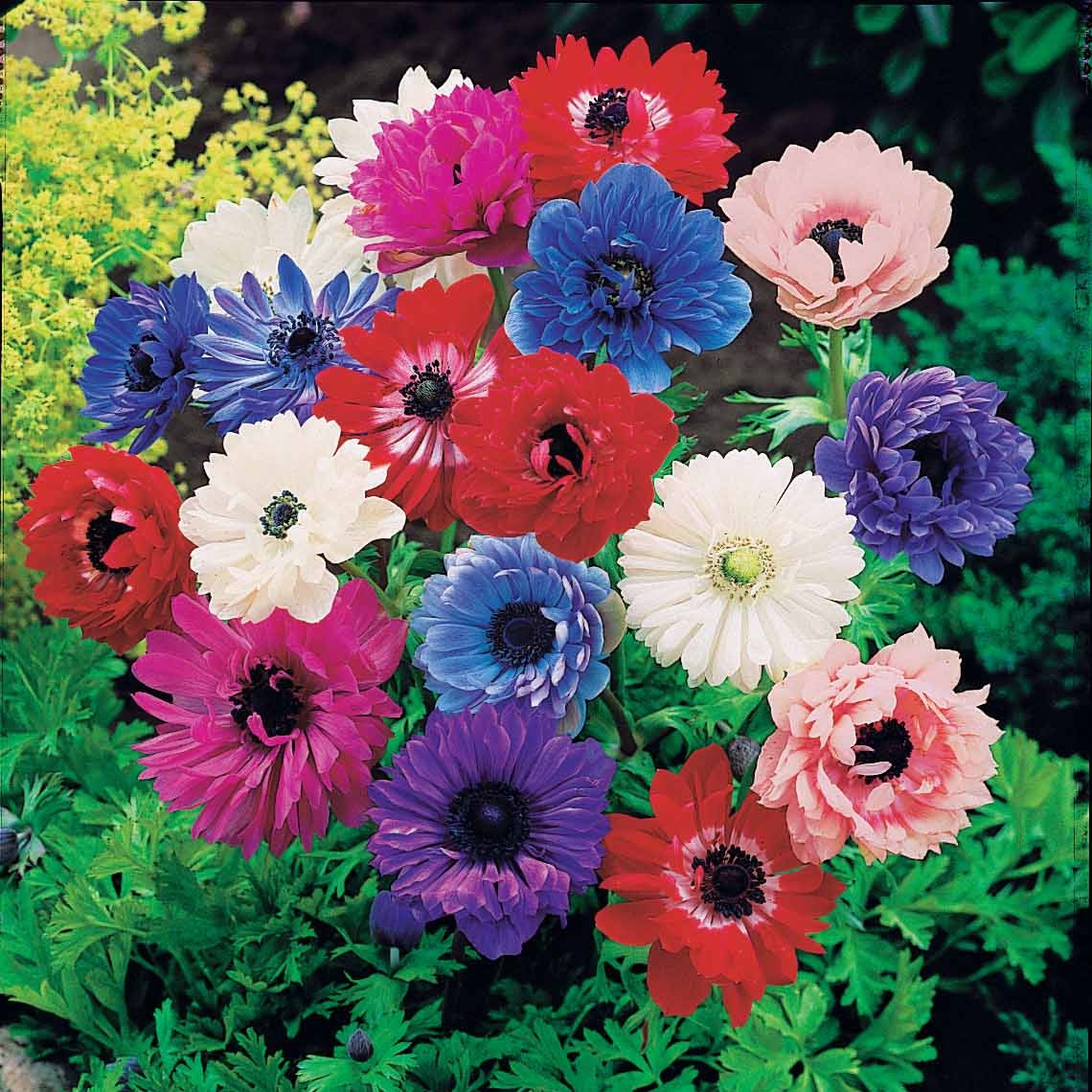 Anemone coronaria - Anémone couronnée