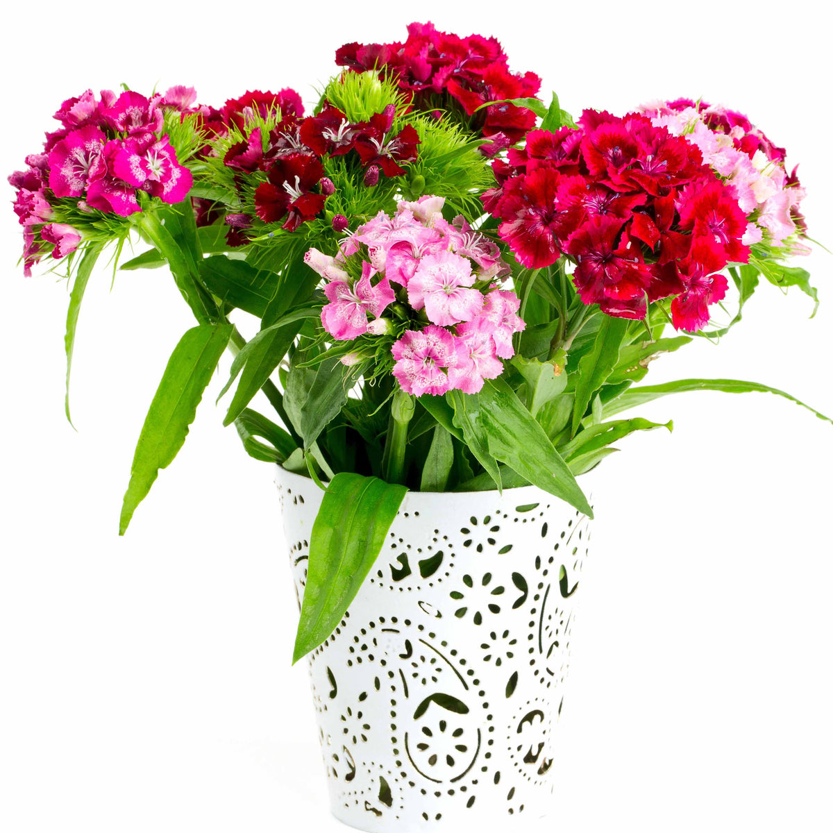 Œillet - Dianthus - 3 Oeillets de poète en mélange - Dianthus barbatus