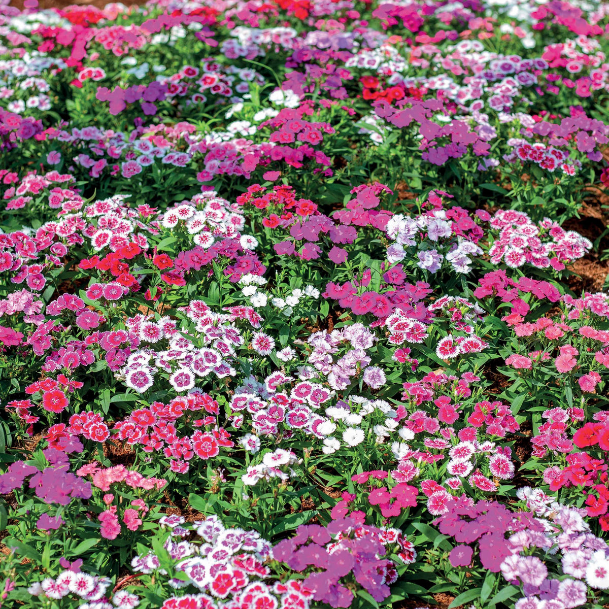 3 Oeillets de poète en mélange - Dianthus barbatus - Bakker