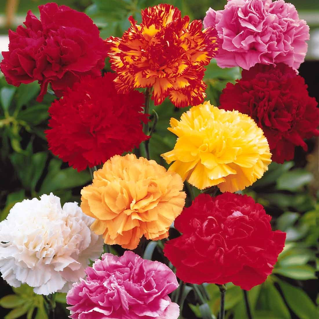 6 Oeillets Triomphe en mélange - Dianthus caryophyllus triomphe - Bakker