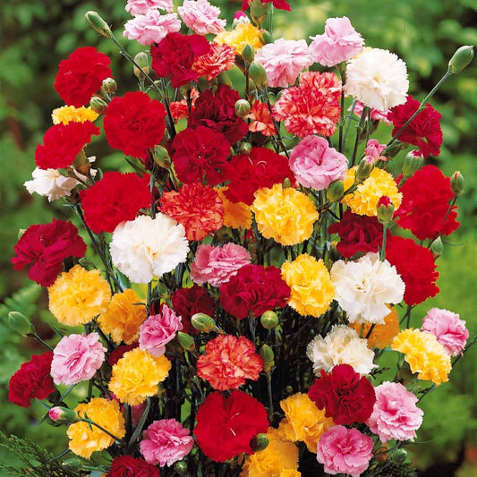 6 Oeillets Triomphe en mélange - Bakker