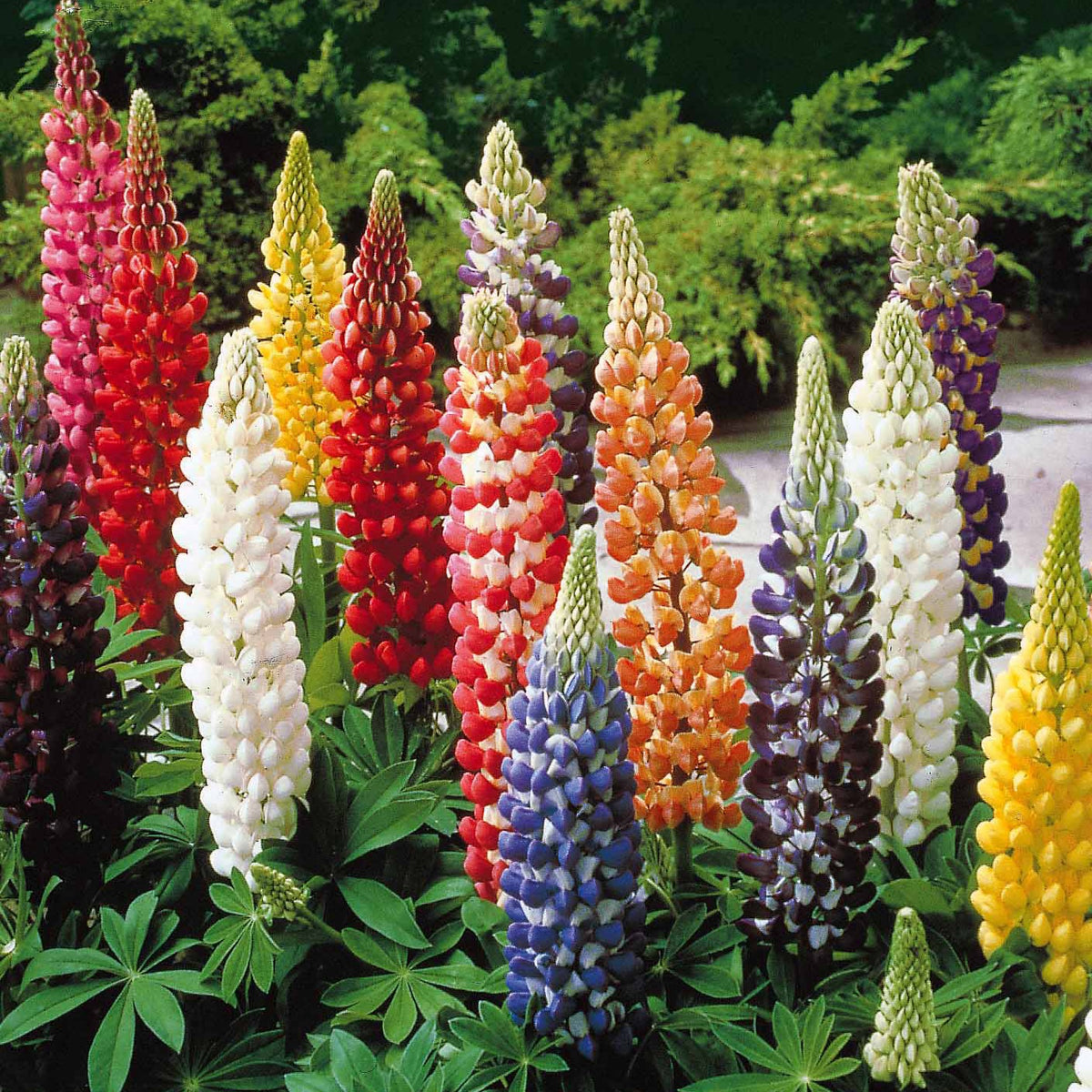 Lupinus hybrid russell - 5 Lupin Russell en mélange - Lupin