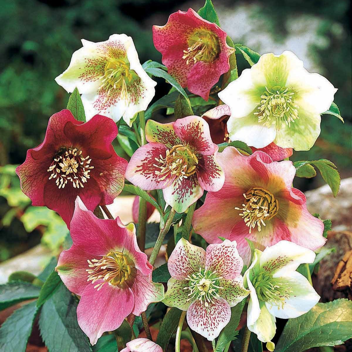 3 Hellébores d'Orient en mélange - Helleborus orientalis - Bakker