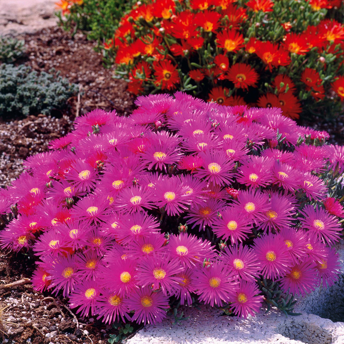 Collection de 6 Ficoïdes : jaunes, violettes, rouges - Lampranthus aurantiacus - Bakker