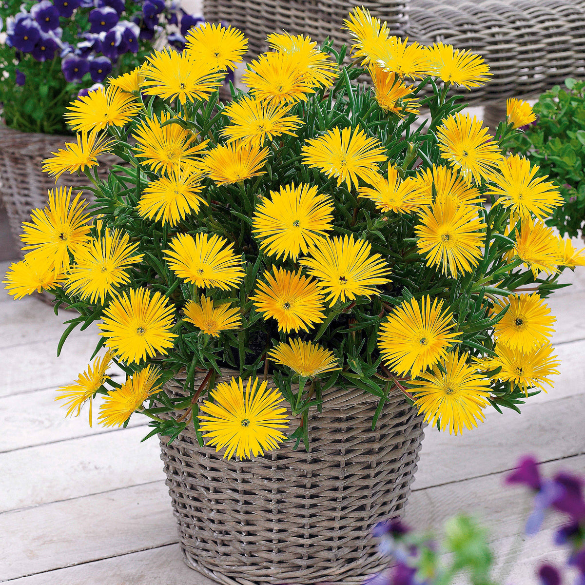 Plantes vivaces - Collection de 6 Ficoïdes : jaunes, violettes, rouges - Lampranthus aurantiacus