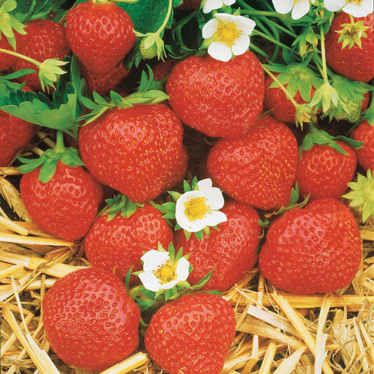 Collection 6 mois de fraises : Mara des Bois, Maestro, Gariguette - Bakker.com | France