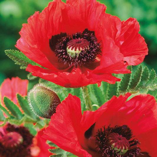 3 Pavots d'Orient rouge - Bakker