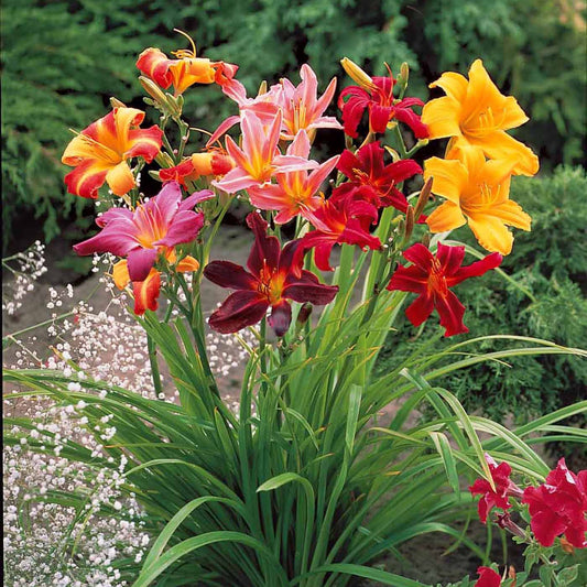 5 Lis perpétuels en mélange - Bakker