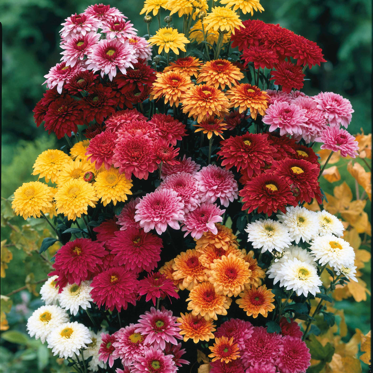3 Marguerites d'automne en mélange - Dendranthema indicum - Bakker