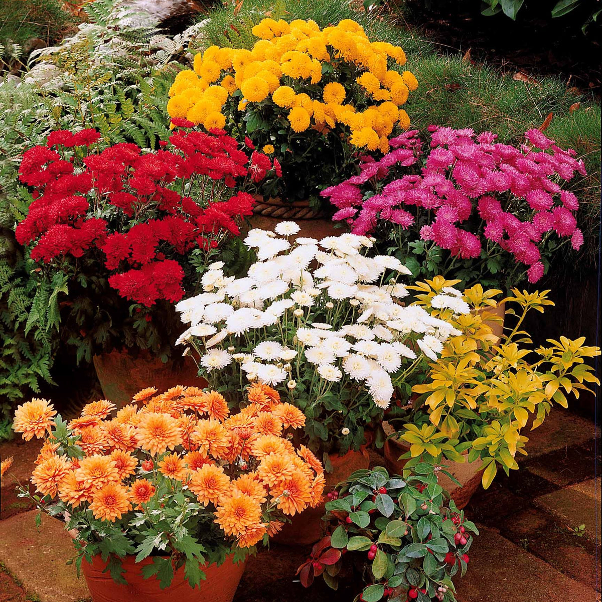 3 Marguerites d'automne en mélange - Bakker