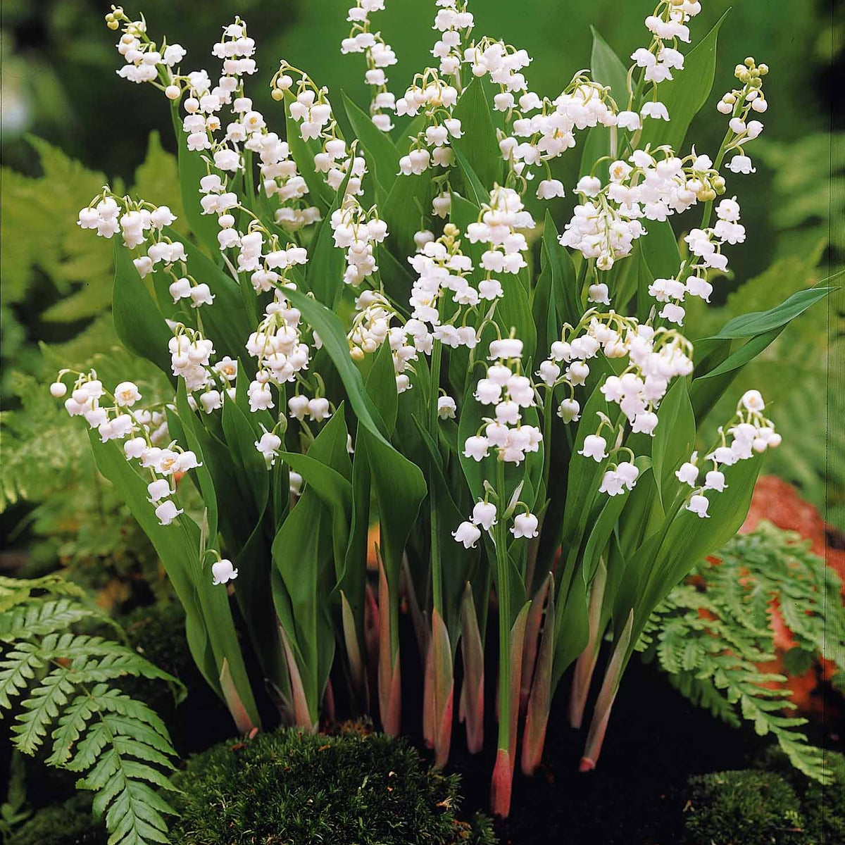 Plantes vivaces - Collection de 9 Muguets : blanc, rose, géant de Bordeaux - Convallaria majalis