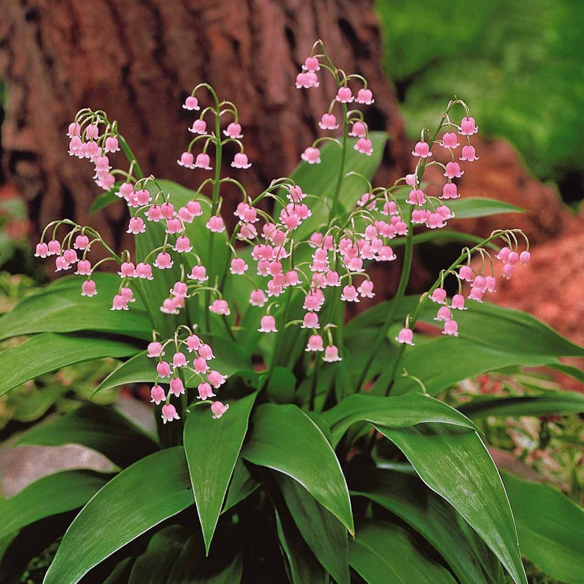 Vente Collection de 9 Muguets : blanc, rose, géant de Bordeaux - Convallaria majalis