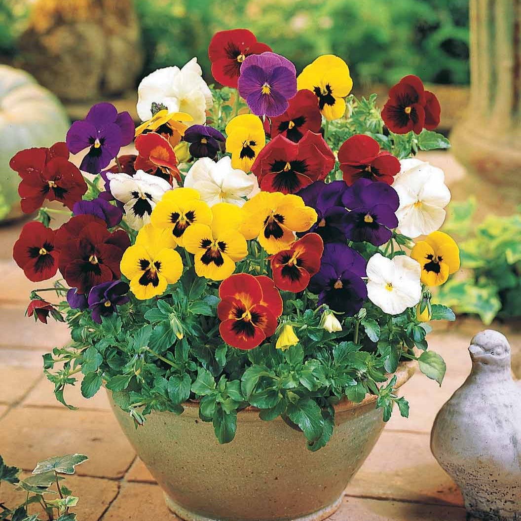 3 Pensées géantes de Suisse en mélange - Viola x wittrockiana géantes de suisse - Bakker