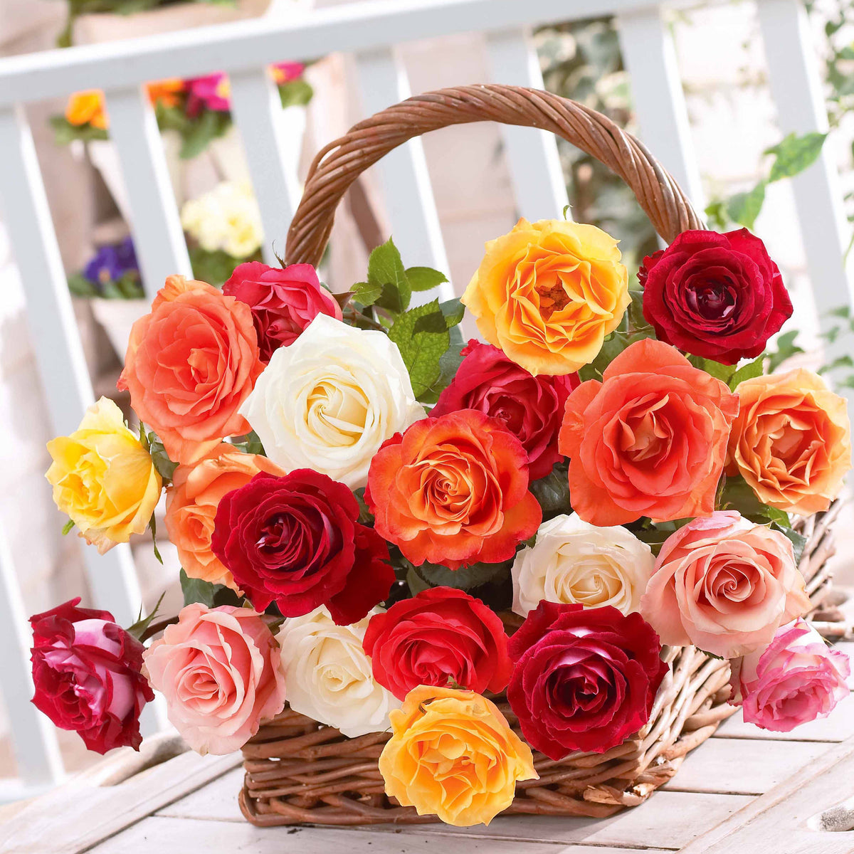 10 Rosiers buissons en mélange - Rosa - Bakker