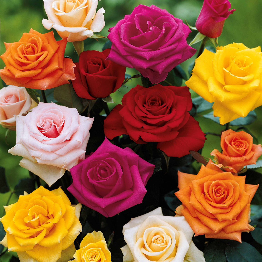 Rosier Tige Trs Parfum