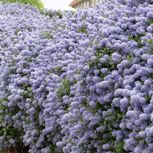 Céanothe Victoria ou Lilas de Californie - Bakker