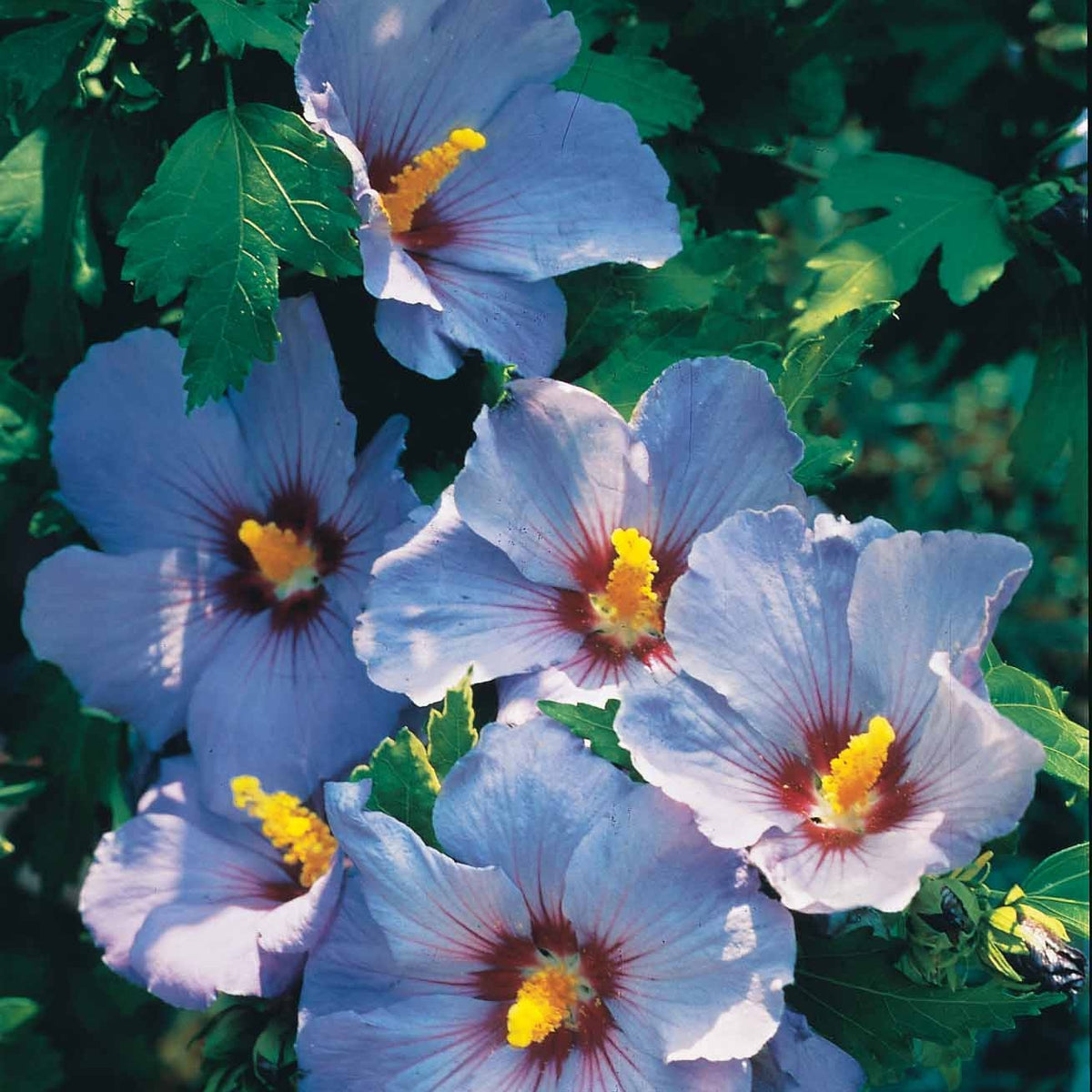 Collection de 2 Hibiscus de jardin sur tige - Hibiscus syriacus - Bakker