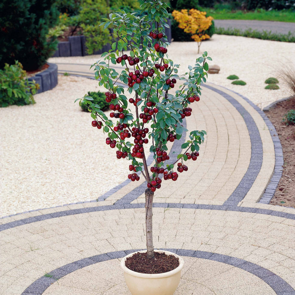 Collection de 3 mini-Cerisiers : Burlat, Van, Napoléon - Prunus avium van, napoleon, burlat - Bakker