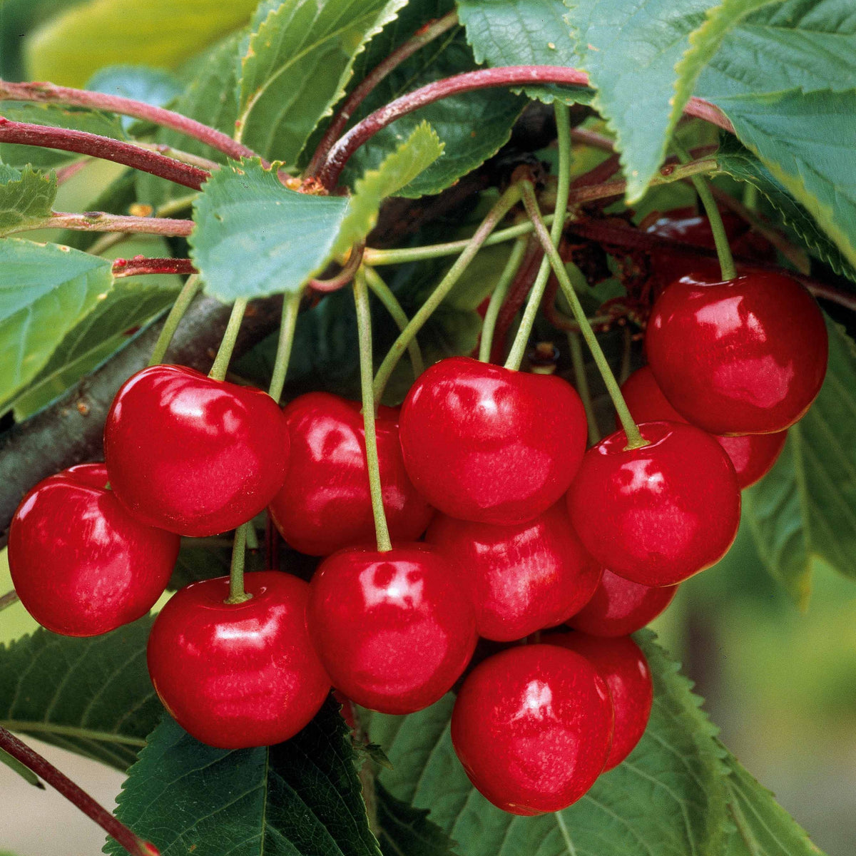 Vente Collection de 3 mini-Cerisiers : Burlat, Van, Napoléon - Prunus avium van, napoleon, burlat