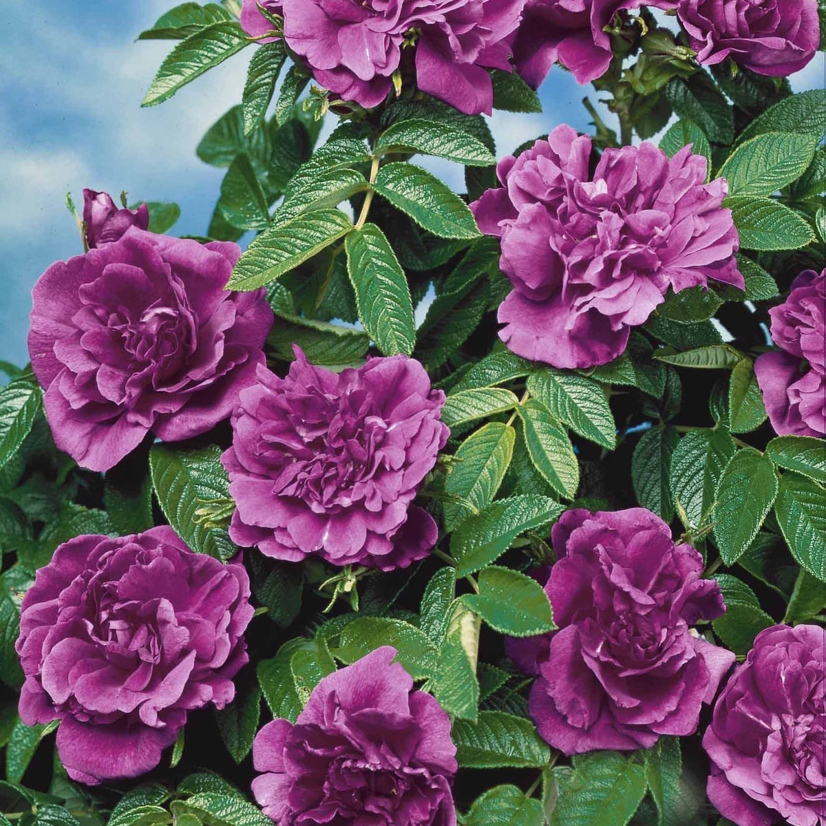 Rosiers - racines nues - Collection de 2 Rosiers botaniques - Rosa rugosa hansa , boule de neige