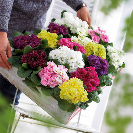 3 Primevères Double Princess en mélange - Bakker