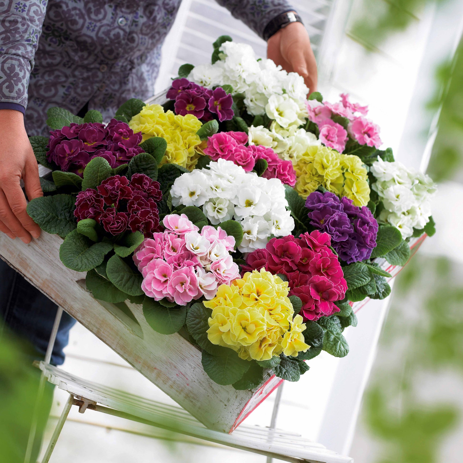 Bakker - 3 Primevères Double Princess en mélange - Primula double princess - Plantes d'extérieur