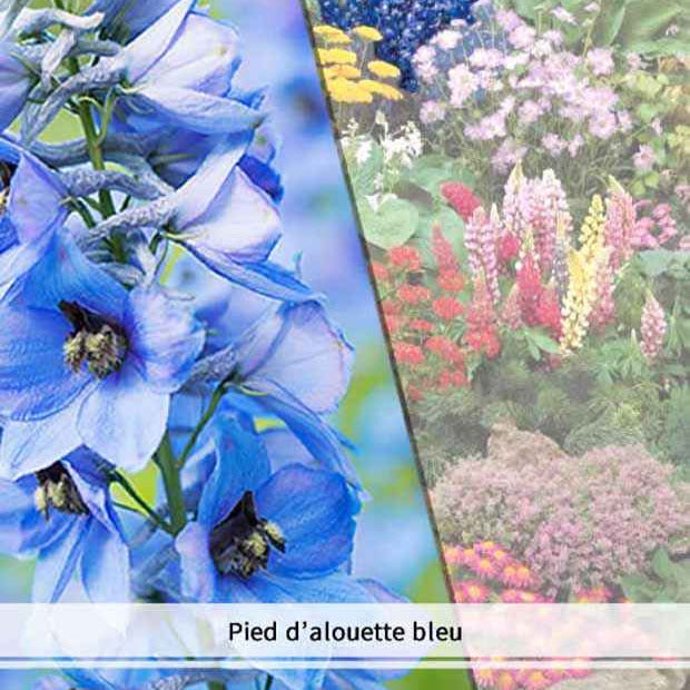 Collection variée de plantes vivaces - 2 m² - Bakker.com | France