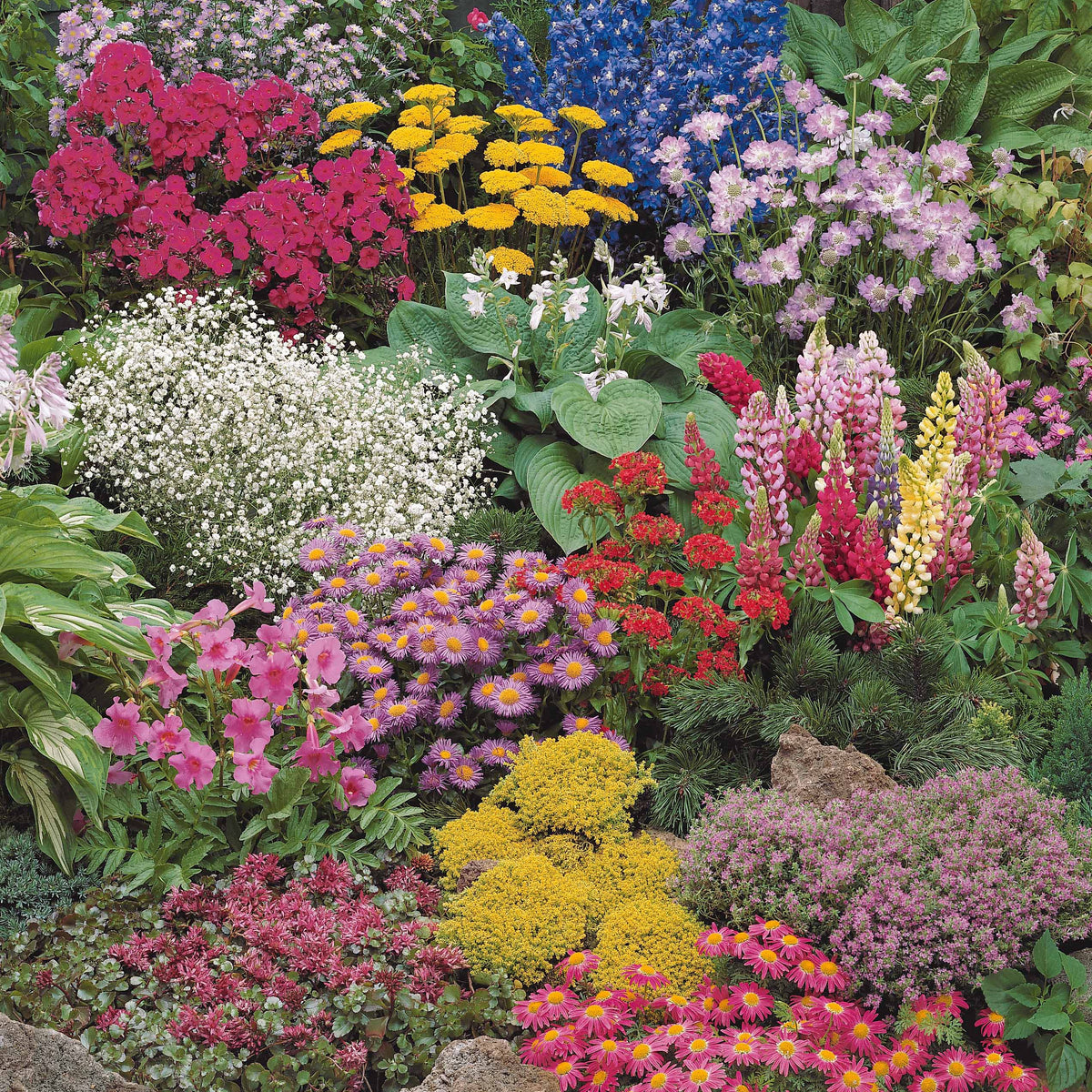 Sedum acre, Hosta, Aster, Erigeron speciosus Rosa Jewel, Delphinium, Phlox paniculata, Thymus serpyllum, Sedum spurium, Incarvillea Delavayi, Achillea , Gypsophila paniculata, Lupinus - Collection variée de 12 plantes vivaces  - 2 m² - Vivaces fleuries