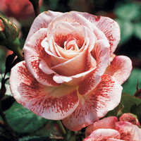 Vente Collection de 7 Rosiers buissons - Rosiers - racines nues