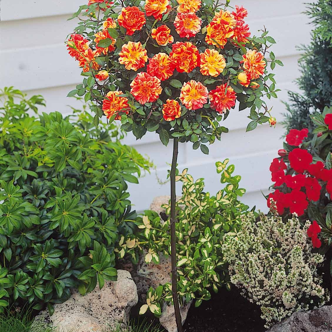 Rosa (m) armida + mousha - Collection de 2 mini-rosiers sur tiges Armida et Mousha - Rosiers