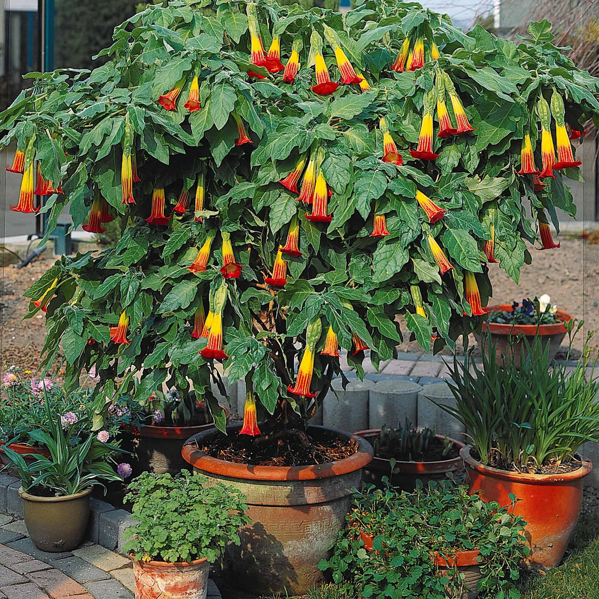 Collection de 3 Brugmansias : rouge et or, jaune, rose - Brugmansia - Bakker