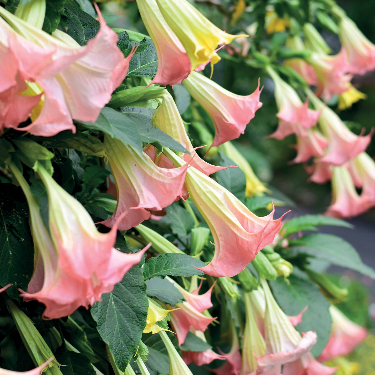 Collection de 3 Brugmansias : rouge et or, jaune, rose - Brugmansia - Trompette des anges - Bakker