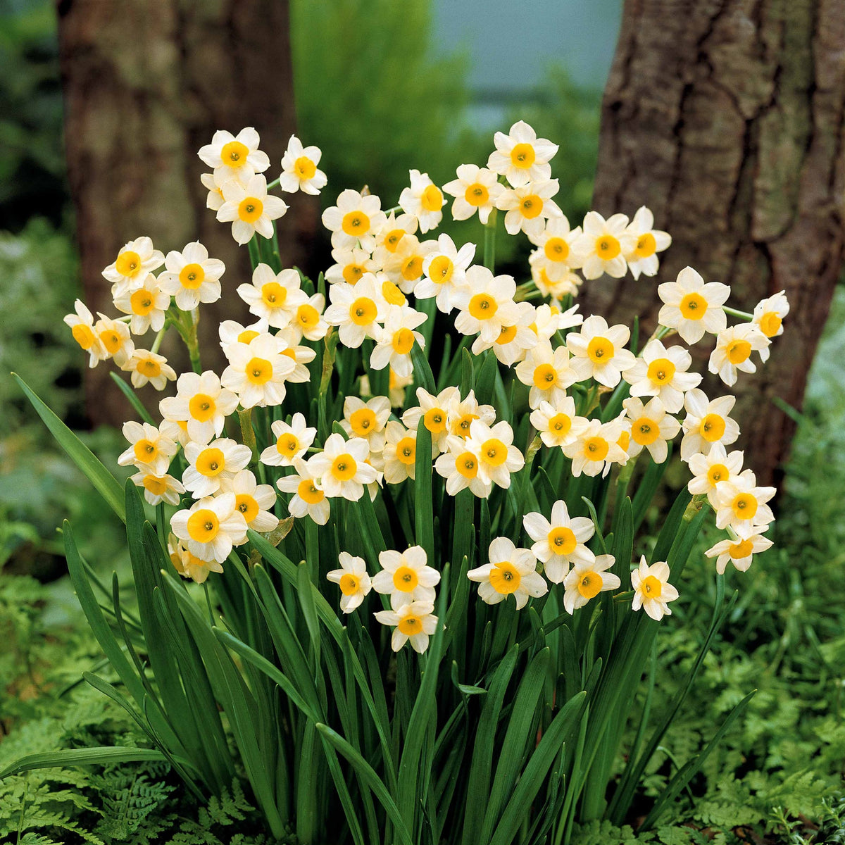 Bulbes de Narcisse - Collection de 30 mini Narcisses : Jet fire, Rip van Winkle, Tête à tête - Narcissus 'jet fire', 'rip van winkle','tête à têt