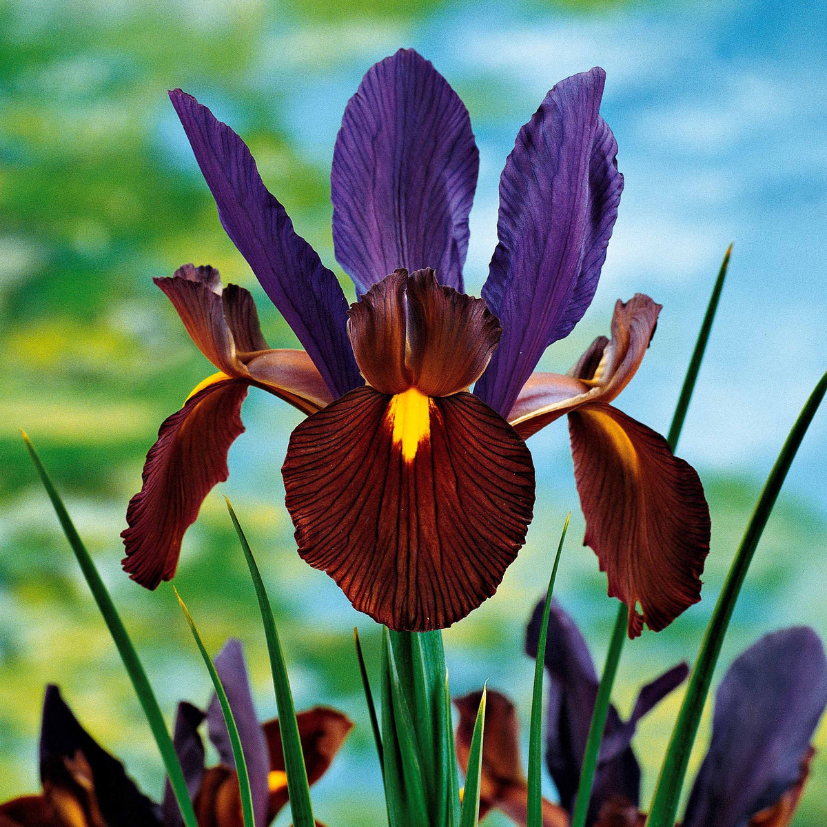 40 Iris de Hollande colorés en mélange - Iris hollandica frans hals, rosario, tiger eyes, b - Bakker