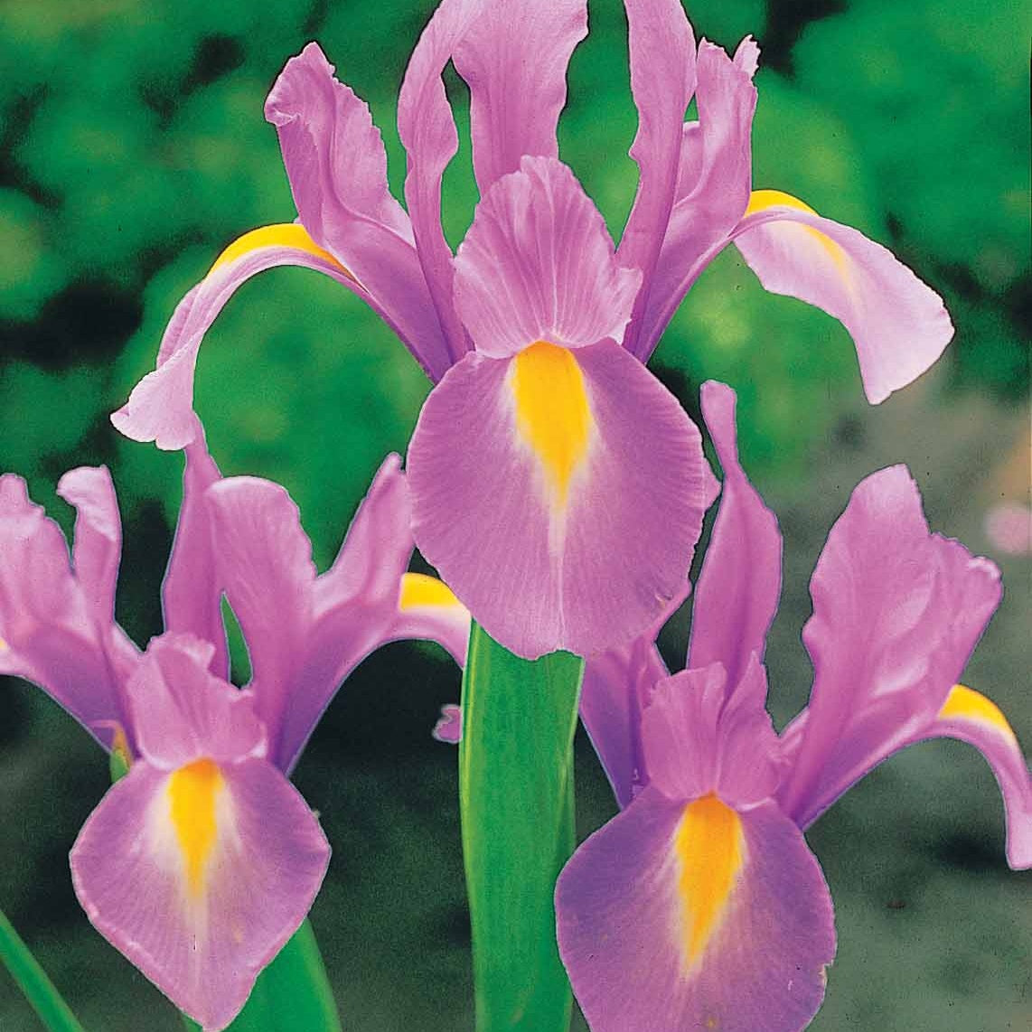 Iris hollandica frans hals, rosario, tiger eyes, b - 40 Iris de Hollande colorés en mélange - Bulbes d'Iris